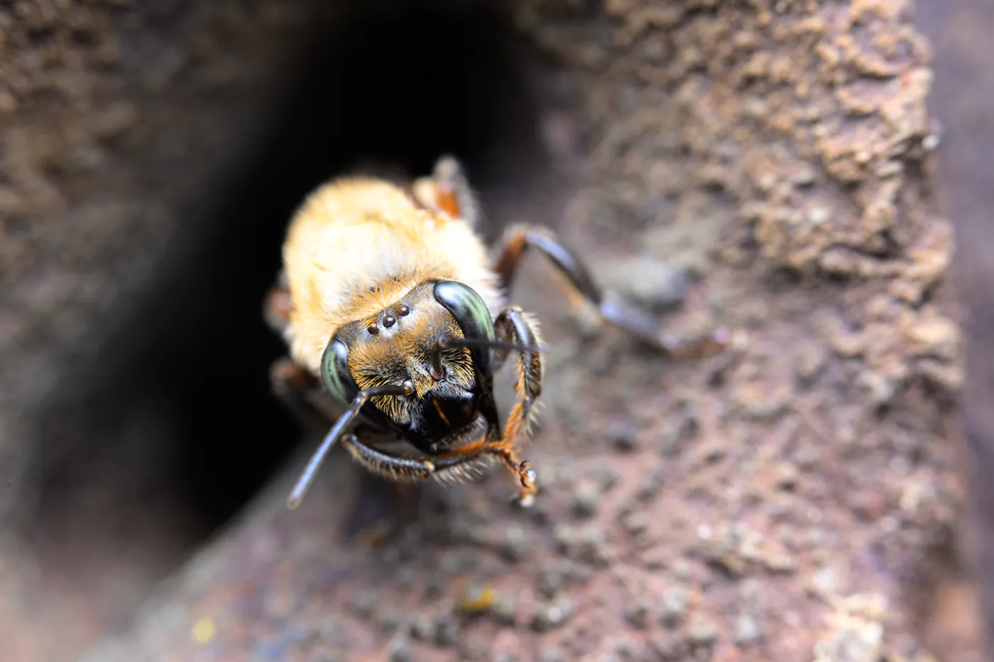 Une abeille velue sort la tête d’un trou dans le bois.