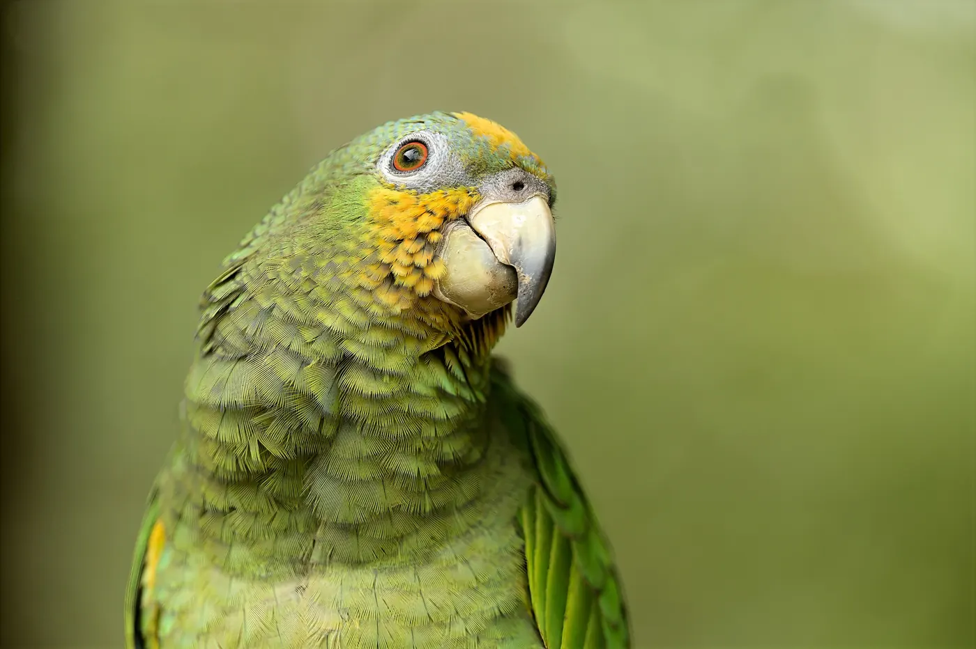 Portrait d’un perroquet amazone vert aux joues jaunes et orangées.