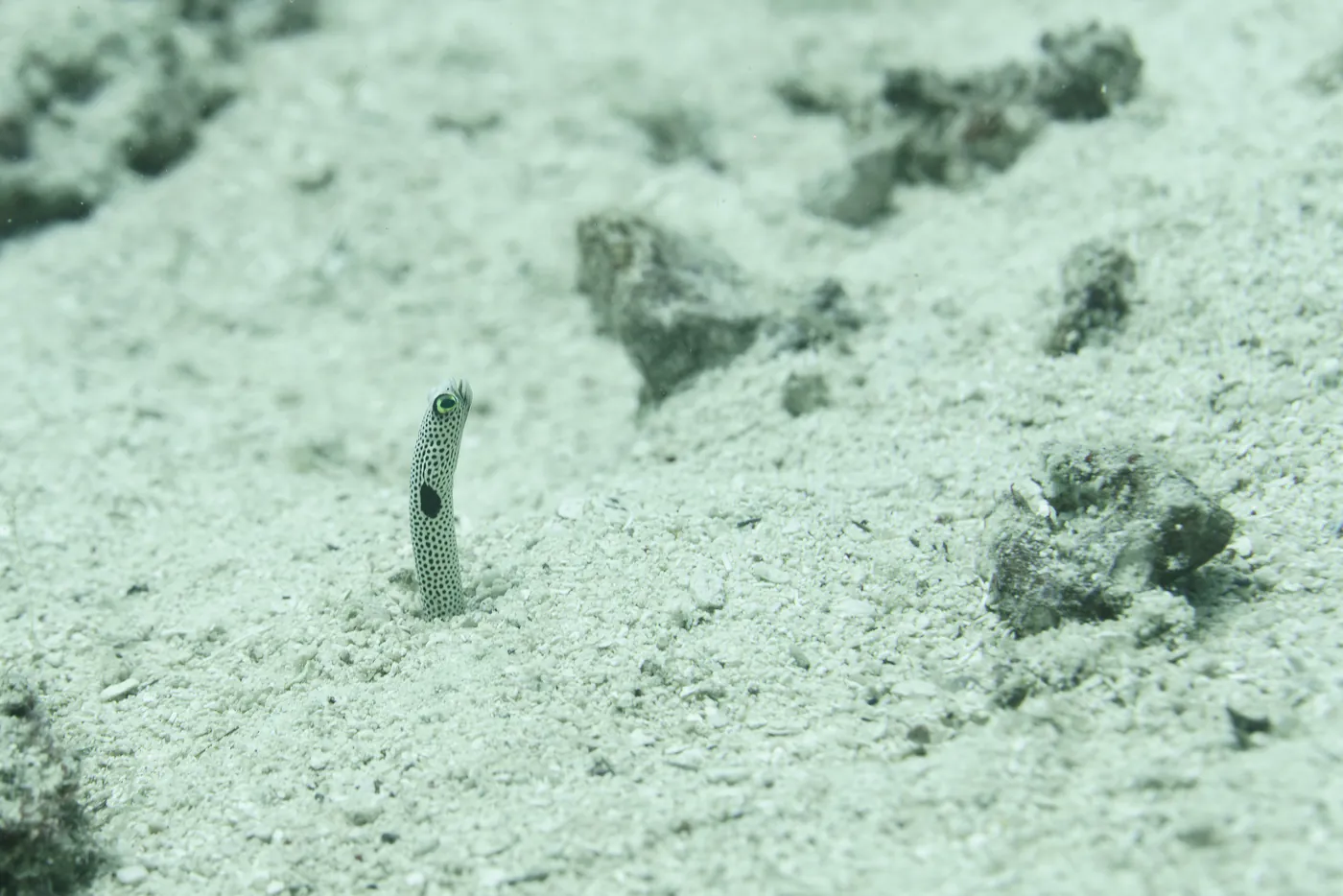 Une petite anguille tachetée dressée hors de son trou dans le sable.