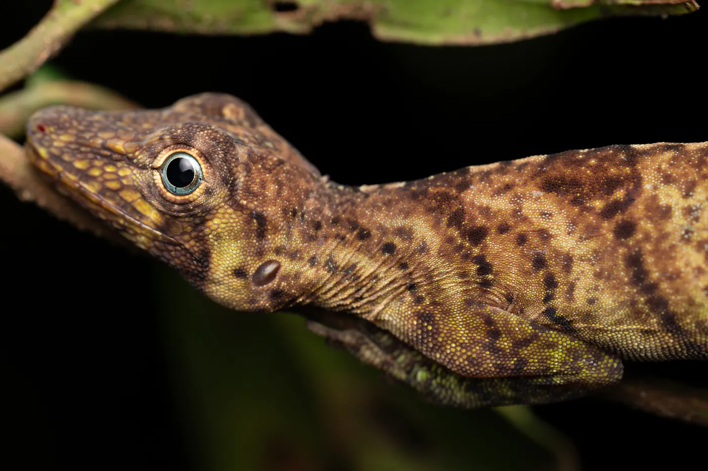 La tête d’un anolis brun tacheté, l’œil bleuté.