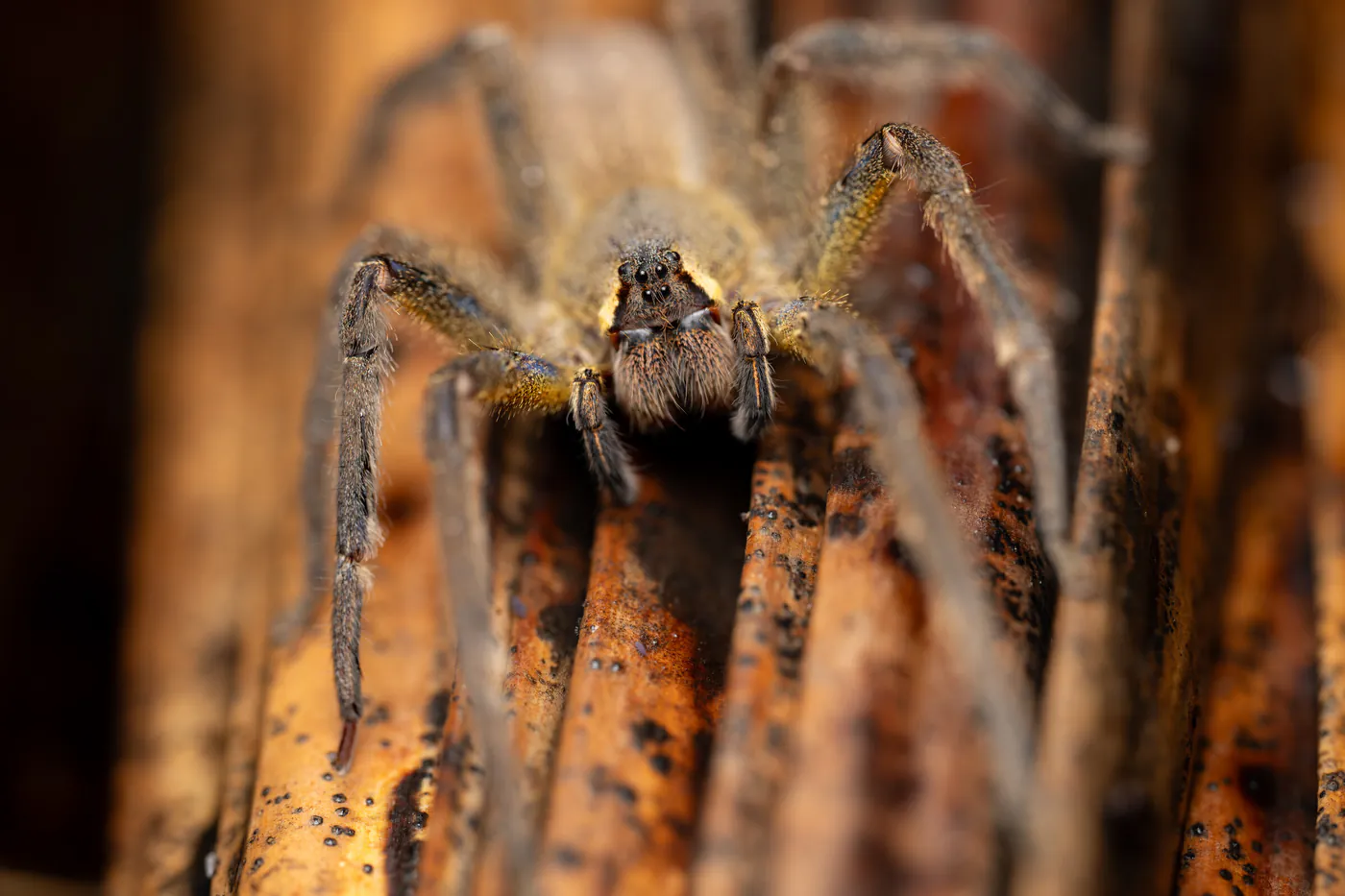 Une grande araignée velue sur un tronc, éclairée à la lampe.