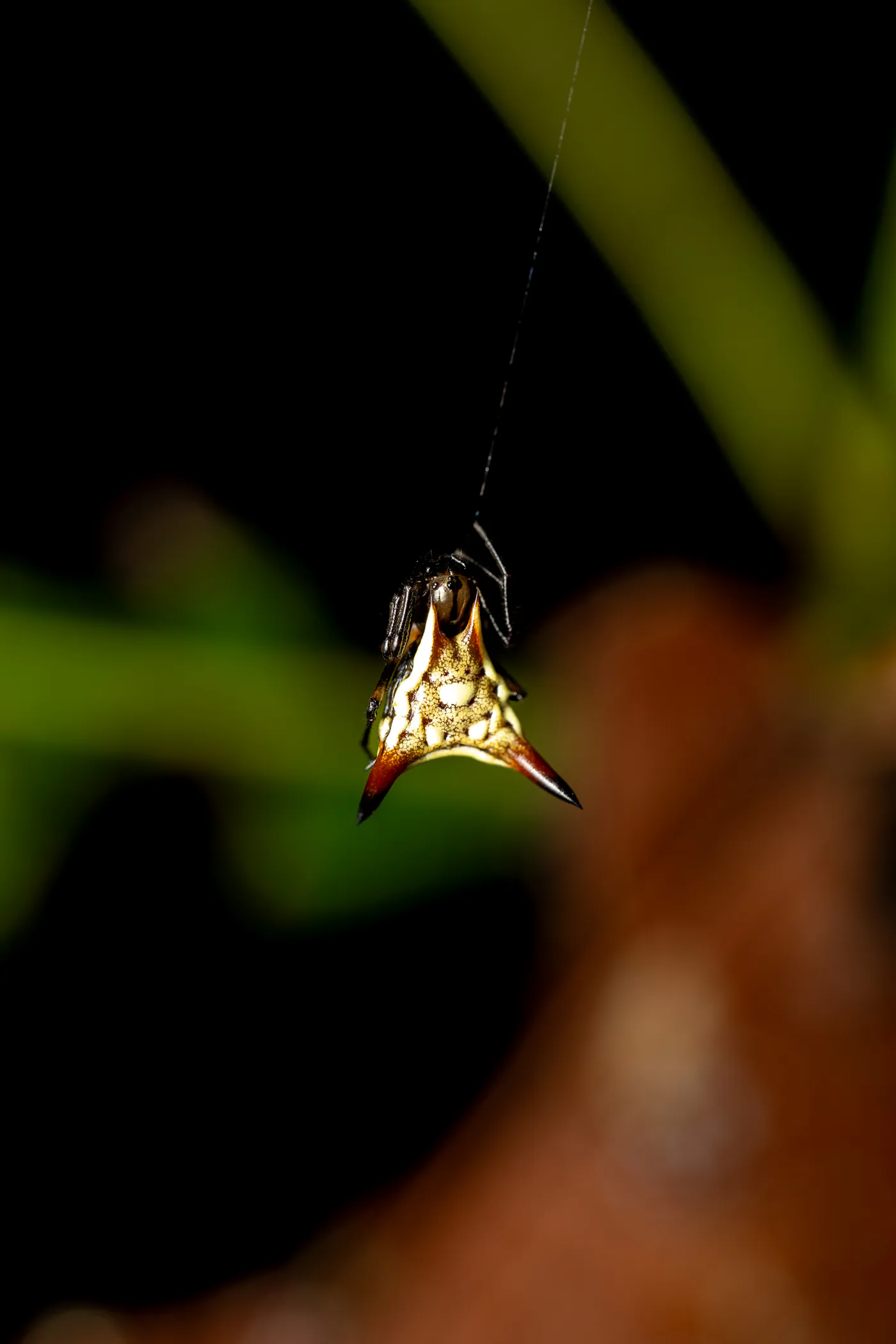 Une petite araignée à l’abdomen hérissé de pointes, suspendue à son fil.
