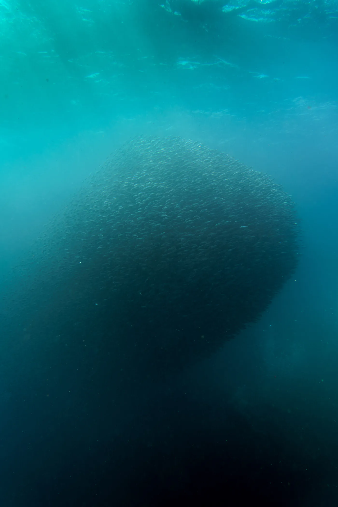 Un immense banc de poissons forme une masse sombre dans le bleu.