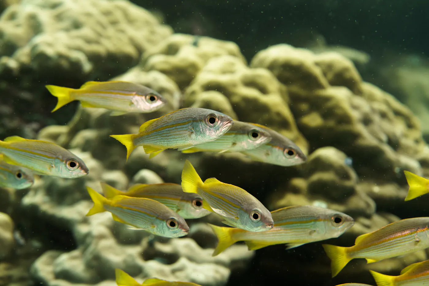 Un banc de poissons jaunes rayés passe au-dessus d’un corail.