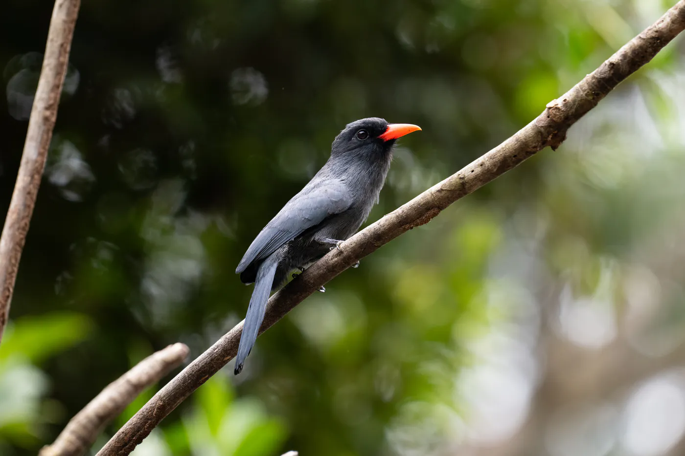 Un oiseau gris ardoise au bec rouge corail, posé sur une branche.