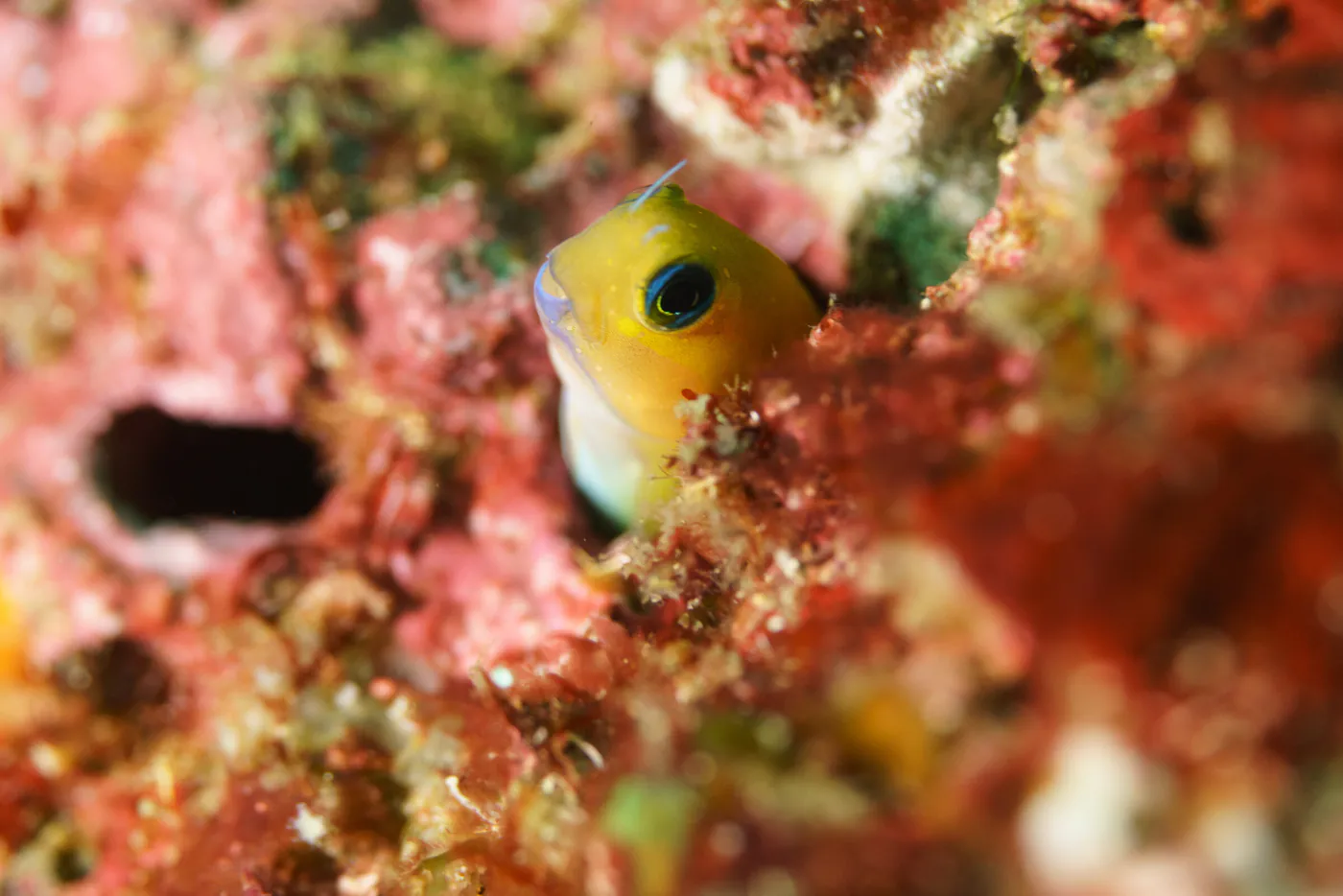 Une petite blennie jaune sort la tête de son trou dans le corail.