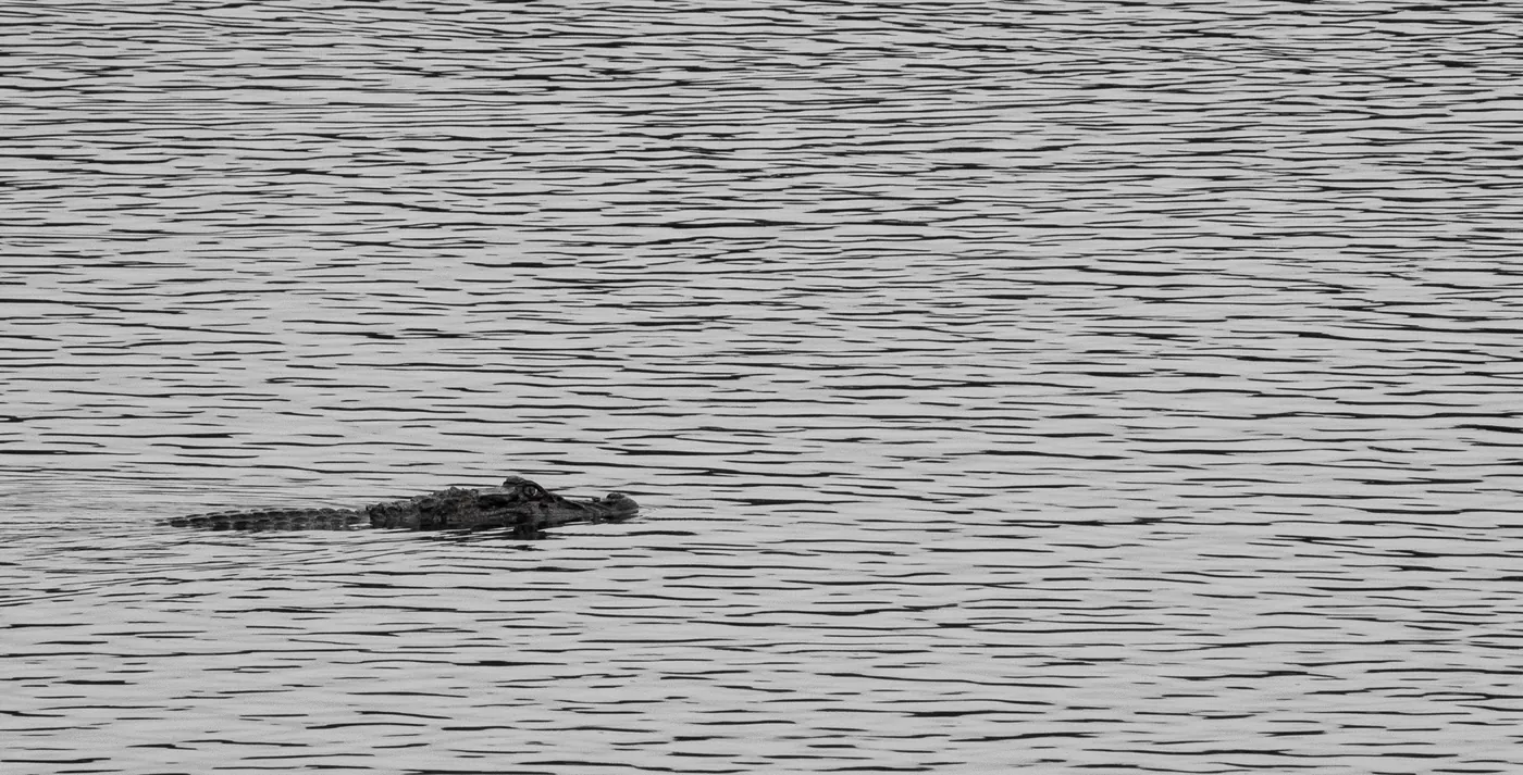 Un caïman nage, à peine visible, sur une eau ridée.