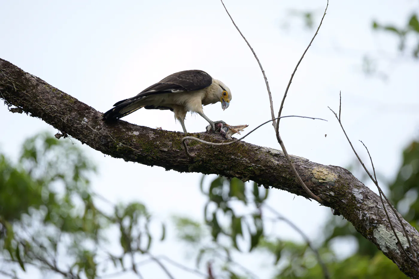 Un rapace à la tête crème dépèce une proie sur une branche.
