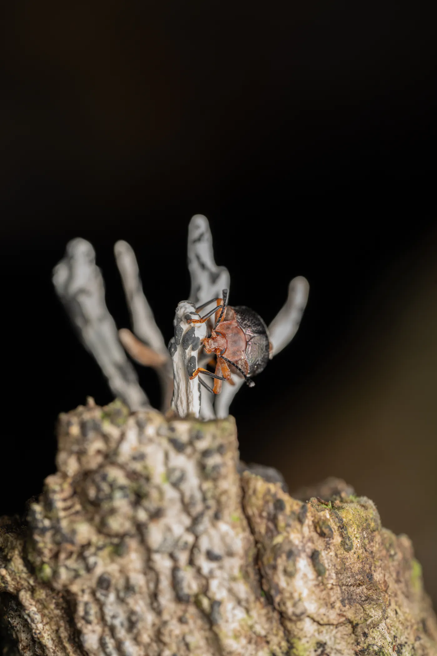 Des filaments gris d’un champignon dressés sur une souche, un insecte à leur pied.