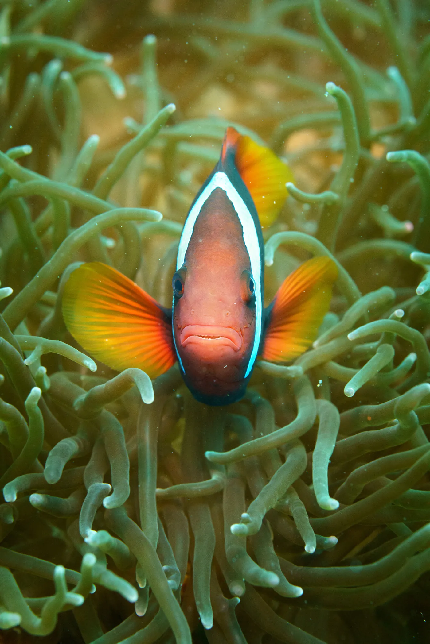 Poisson-clown rouge orangé au milieu des tentacules d’une anémone.
