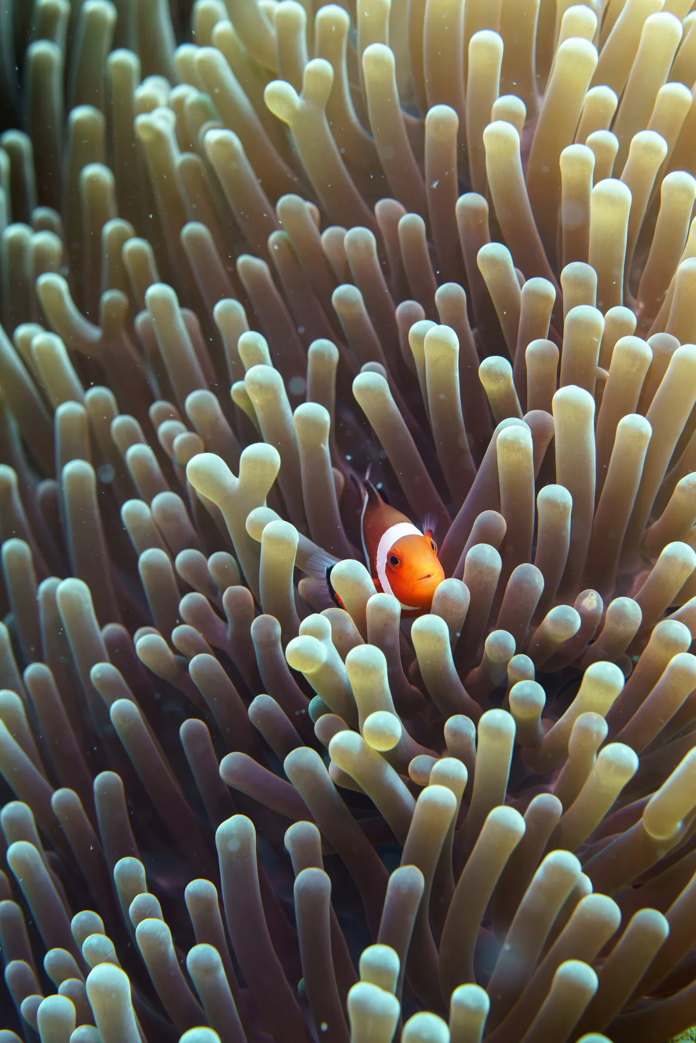 Un petit poisson-clown blotti au cœur d’une grande anémone.