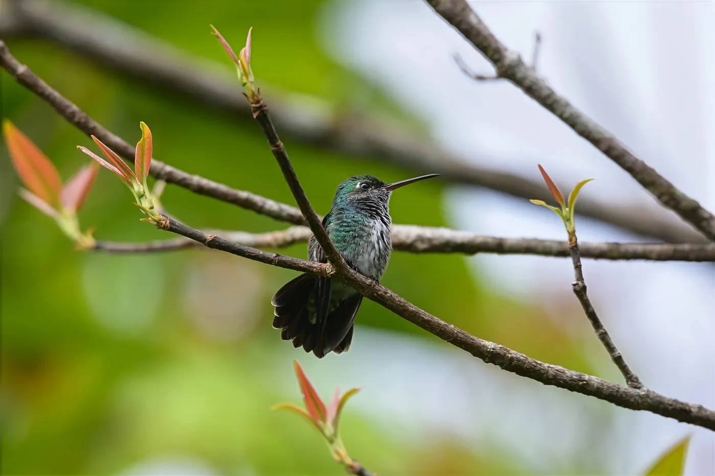 Colibri posé sur une fine branche, sur fond de verdure floue.