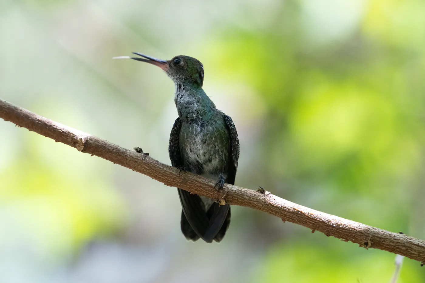 Un colibri vert posé sur une branche nue, le bec tendu.