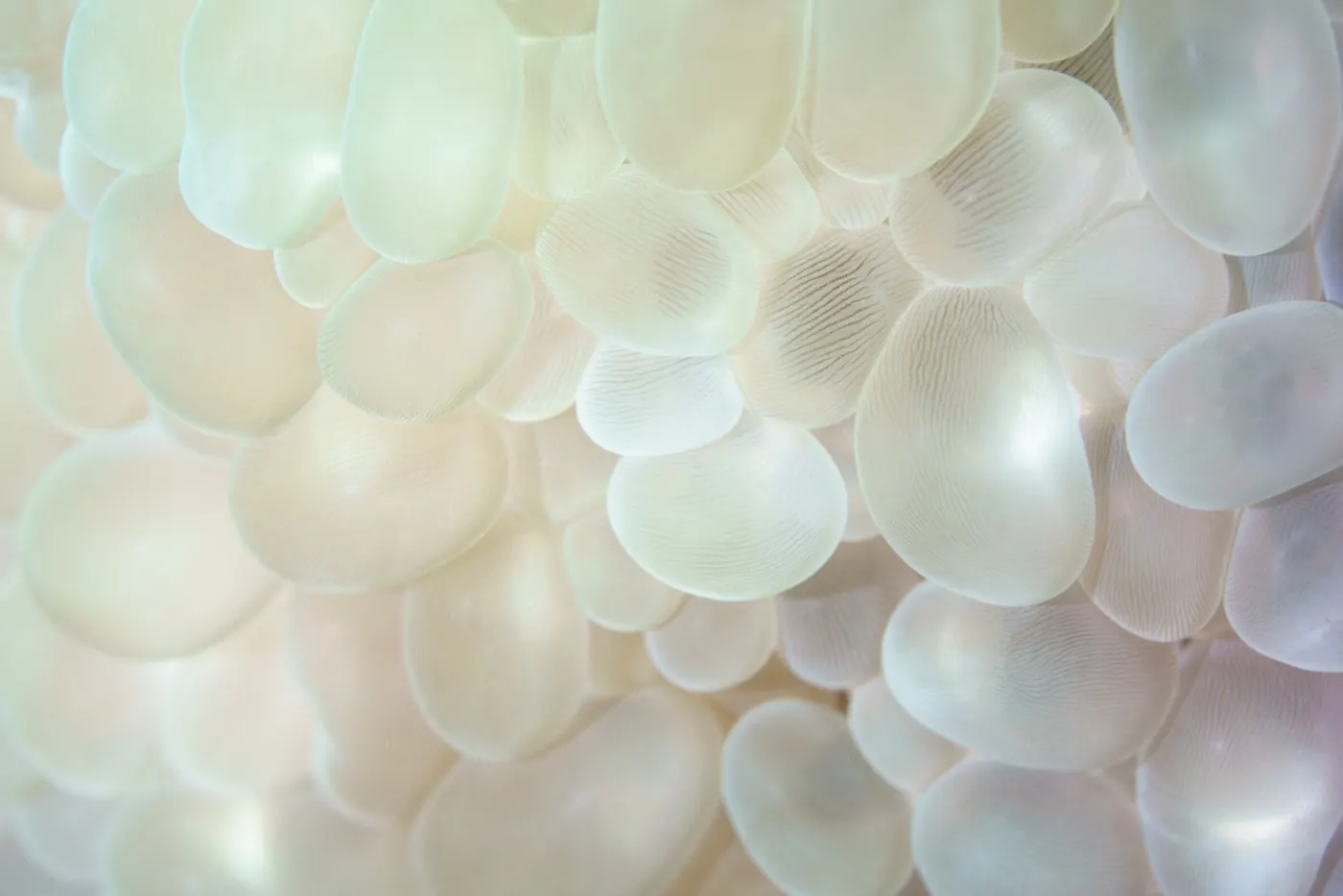 Gros plan sur les vésicules translucides d’un corail bulle.