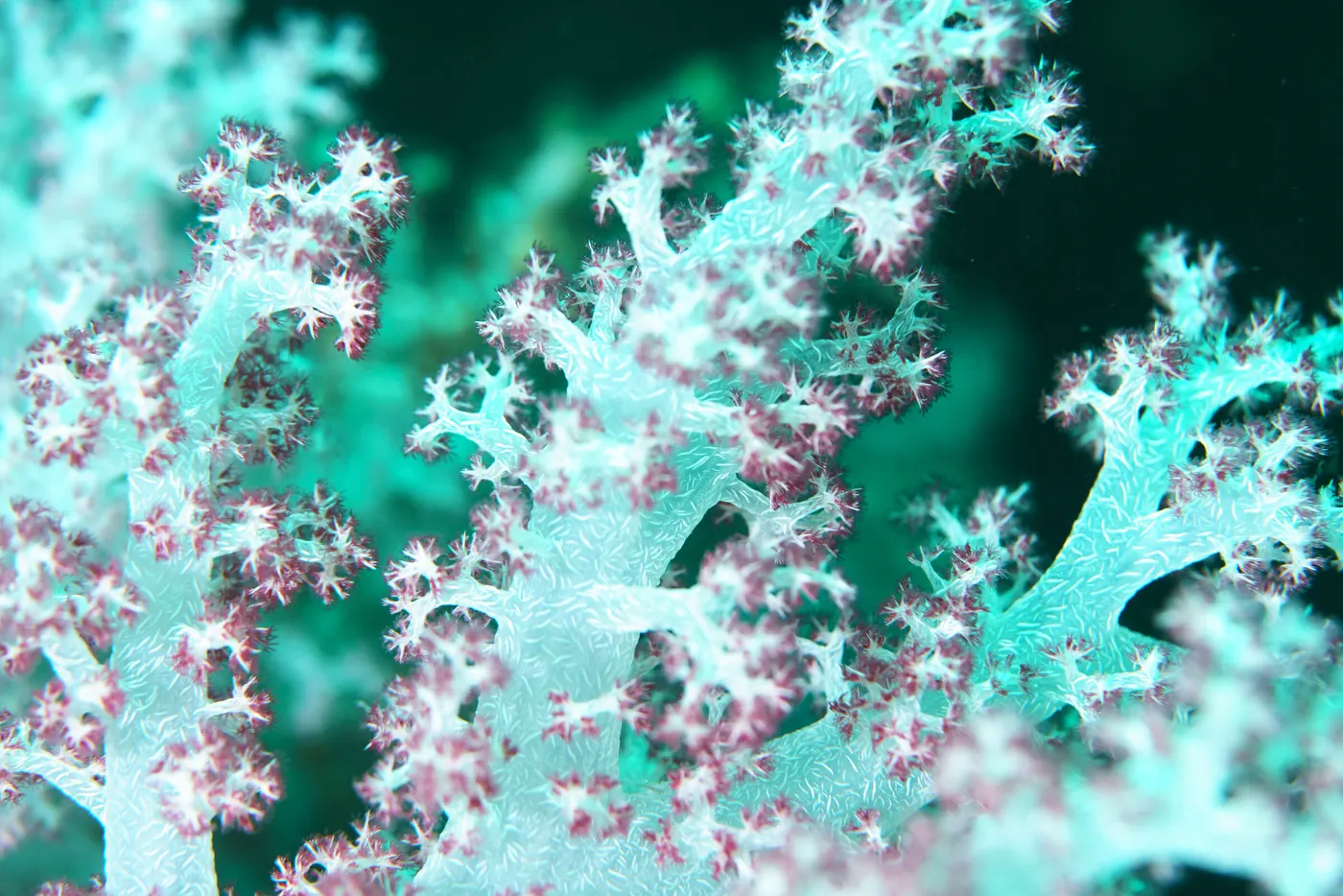 Branches d’un corail mou turquoise et rose.