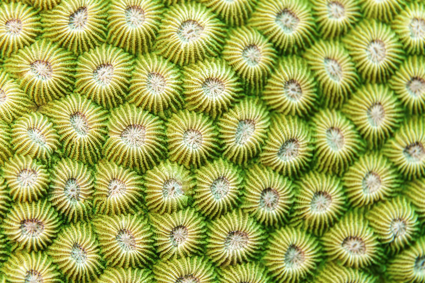 Les polypes verts et jaunes d’un corail, serrés comme des fleurs.