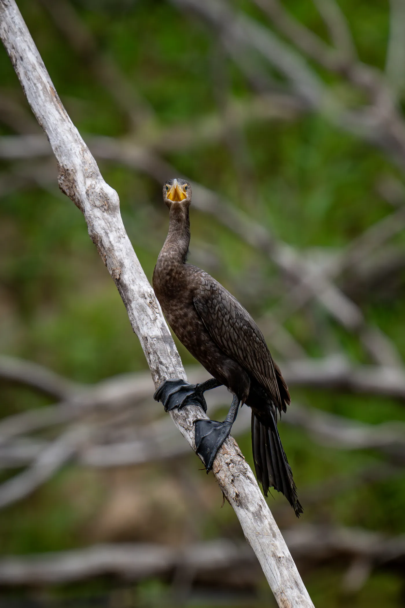 Un cormoran noir s’agrippe à une liane inclinée.