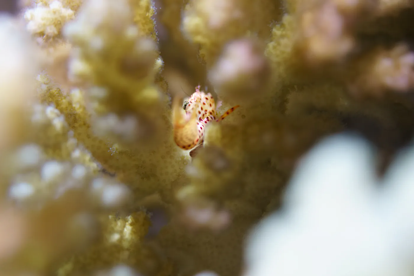 Une minuscule crevette tachetée de rouge, posée sur un corail.