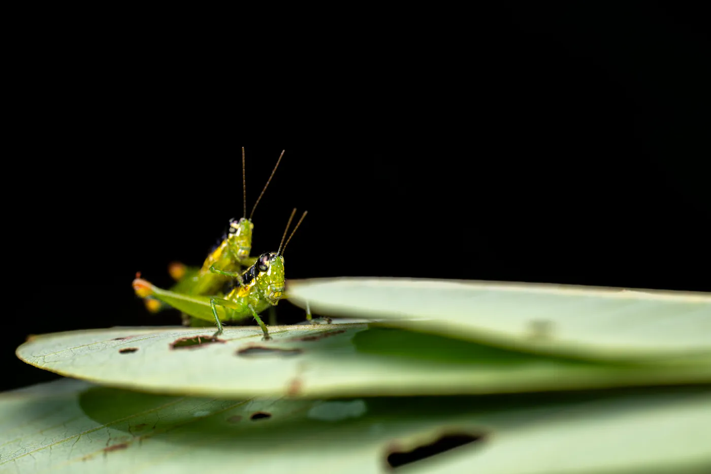 Un criquet vert sur une feuille, éclairé à la lampe.