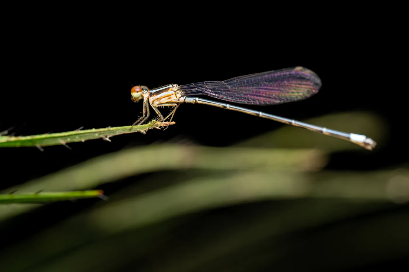 Une demoiselle aux ailes sombres, posée au bout d’une tige.