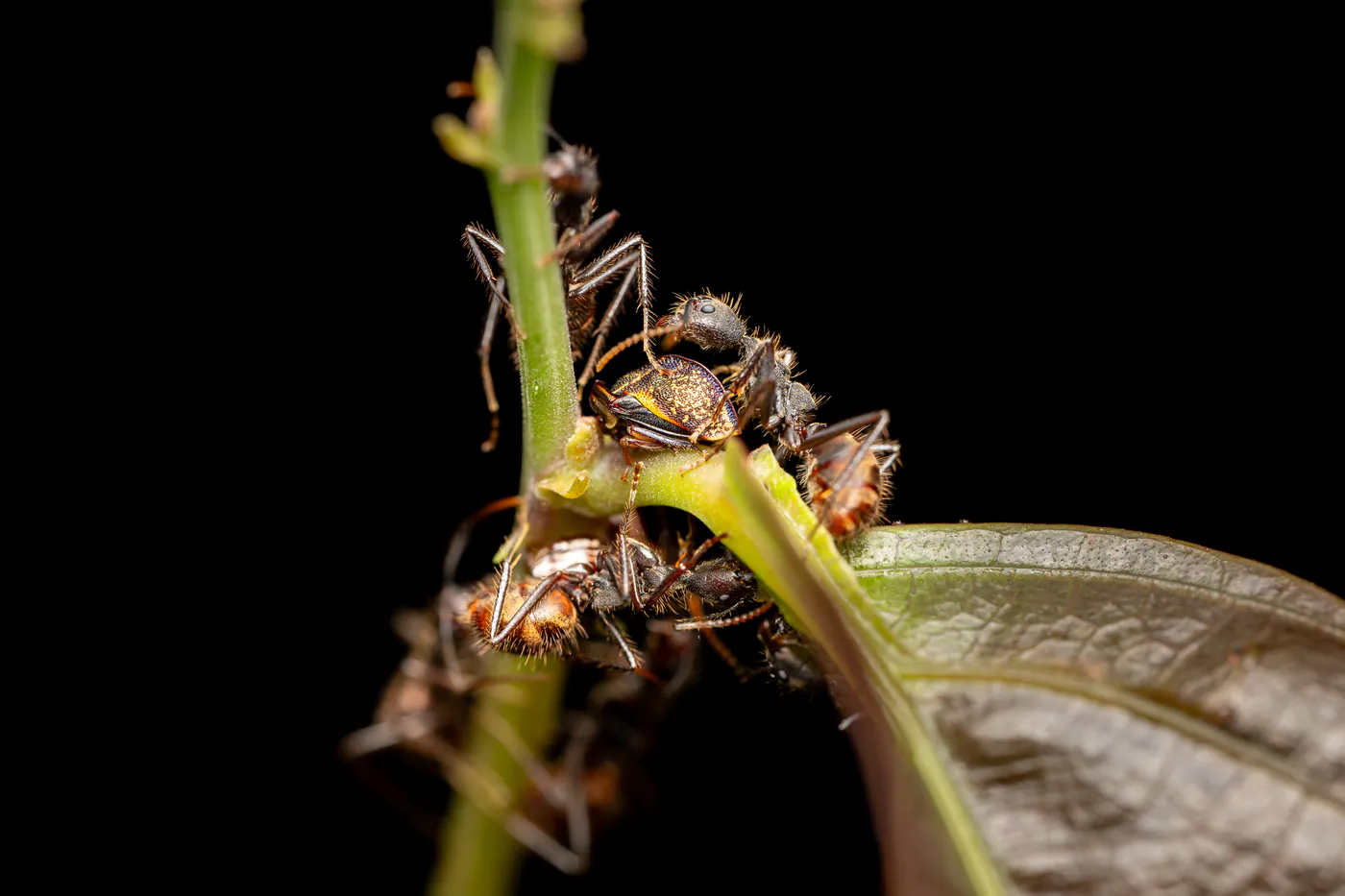 Des fourmis rouges se pressent sur une tige, de nuit.