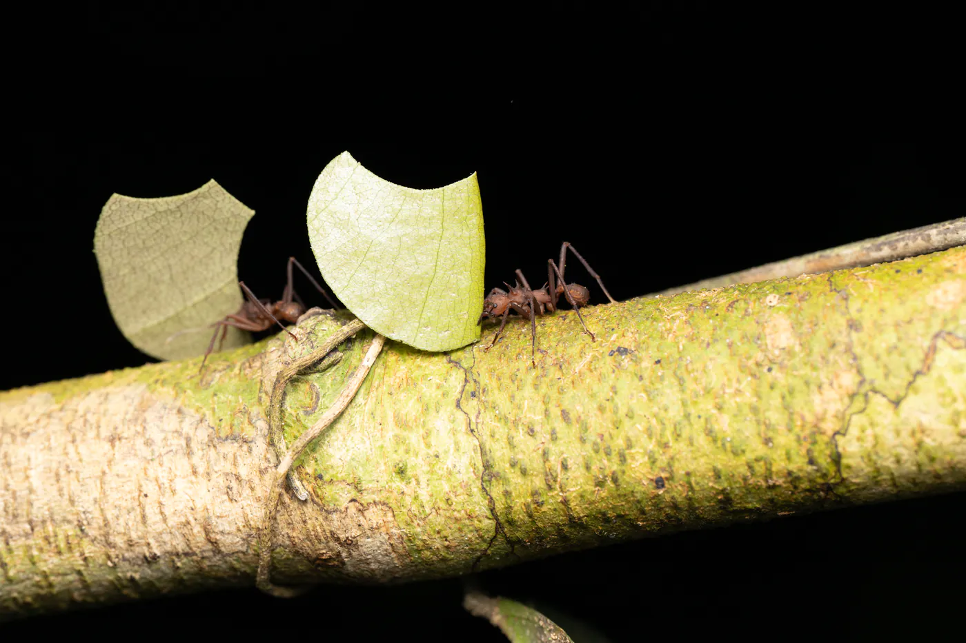 Deux fourmis transportent des morceaux de feuille le long d’une branche.