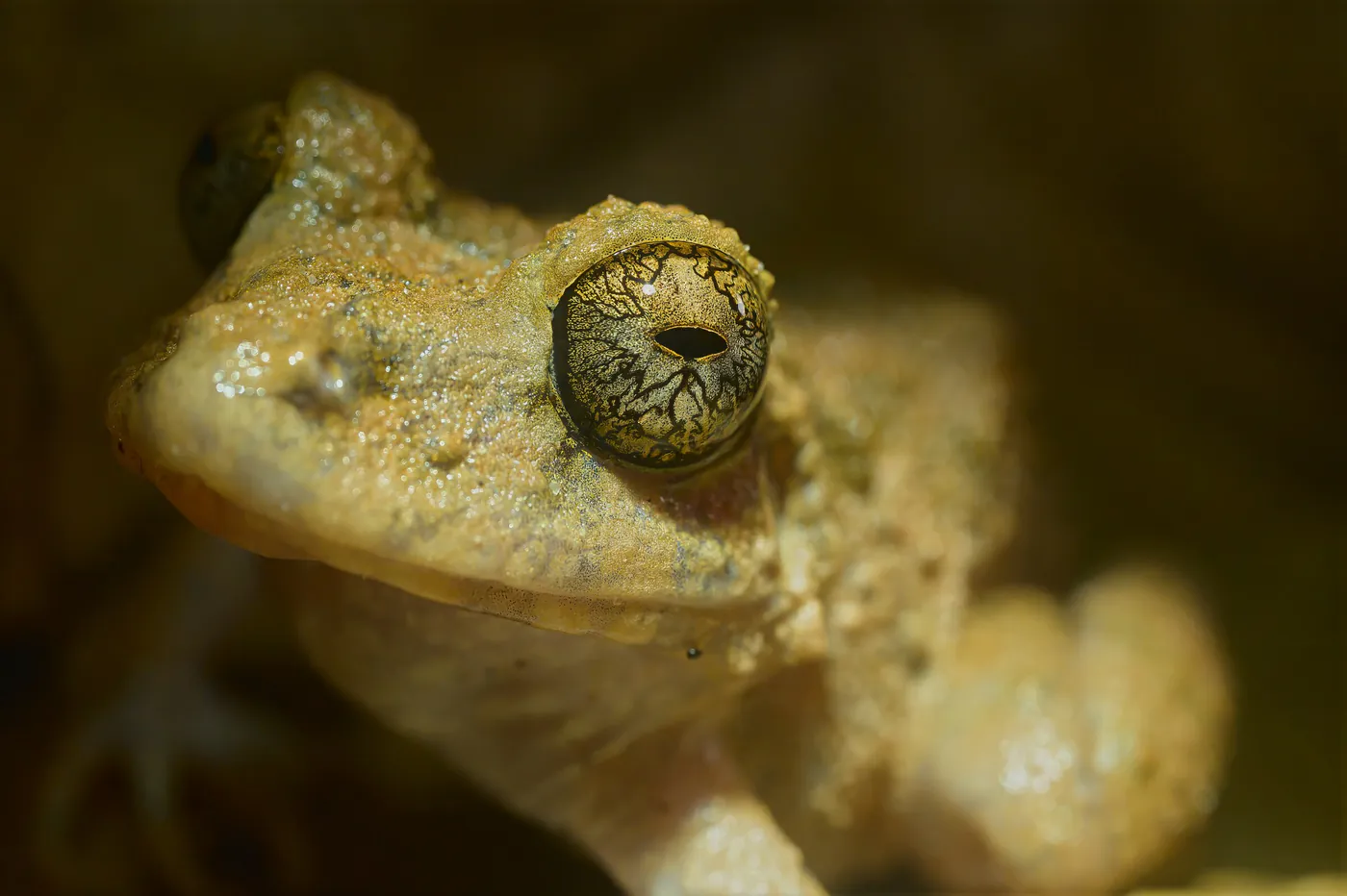Gros plan sur une grenouille brune, l’œil strié de motifs dorés.