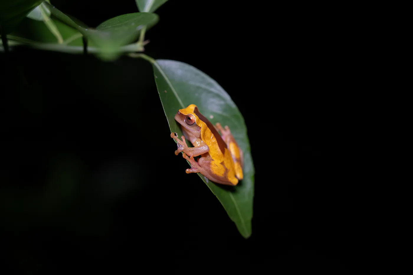Une petite grenouille orange posée sur une feuille, dans le noir.