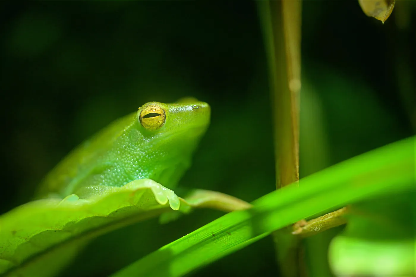 Une rainette vert vif à l’œil jaune, posée sur une feuille.