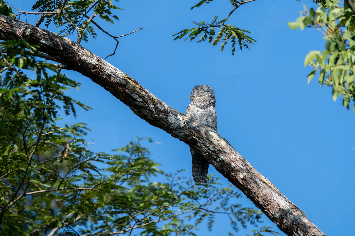 Un oiseau gris moucheté, dressé sur une branche, se confond avec l’écorce sur fond de ciel bleu.