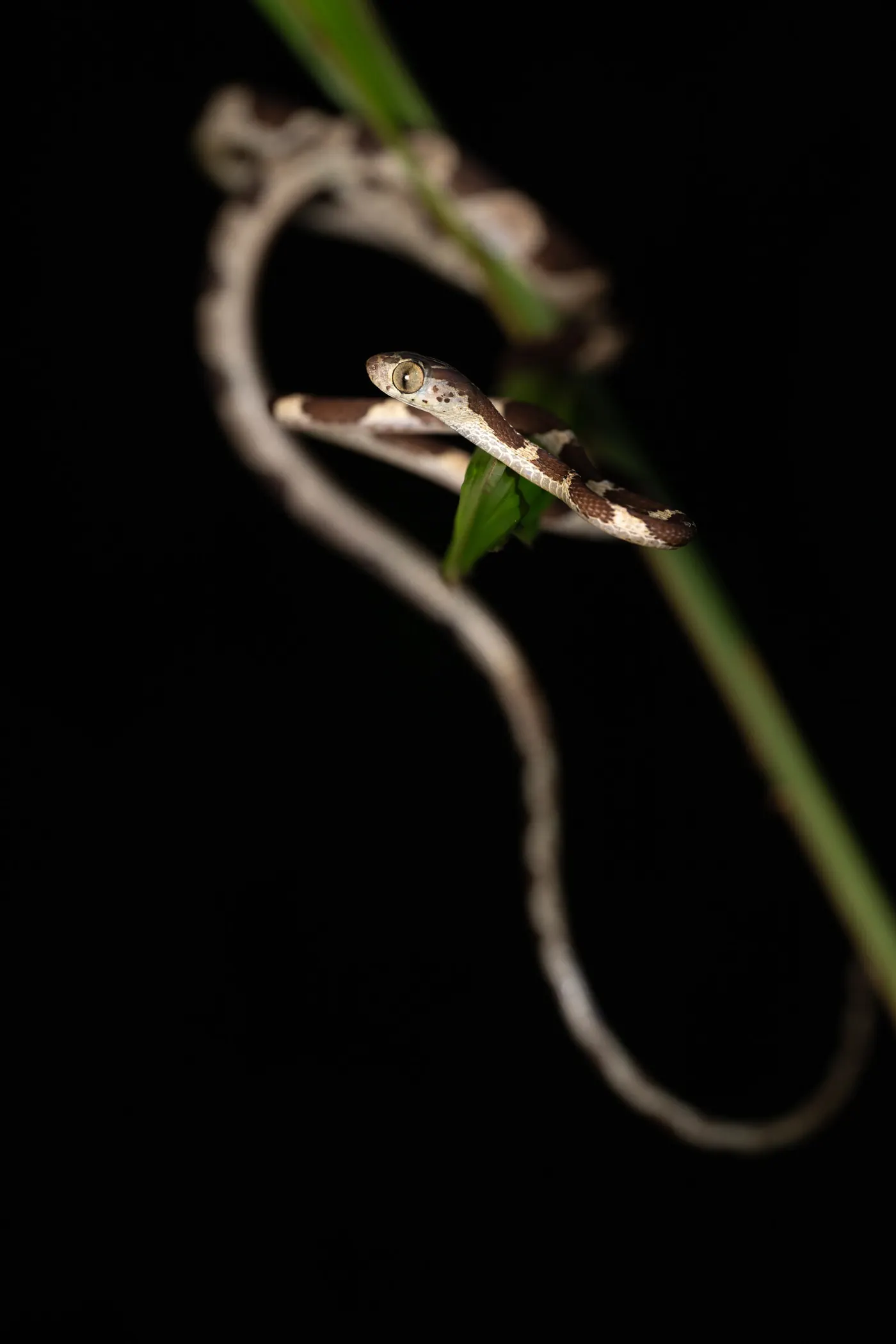 Serpent très fin enroulé sur une tige, photographié de nuit.