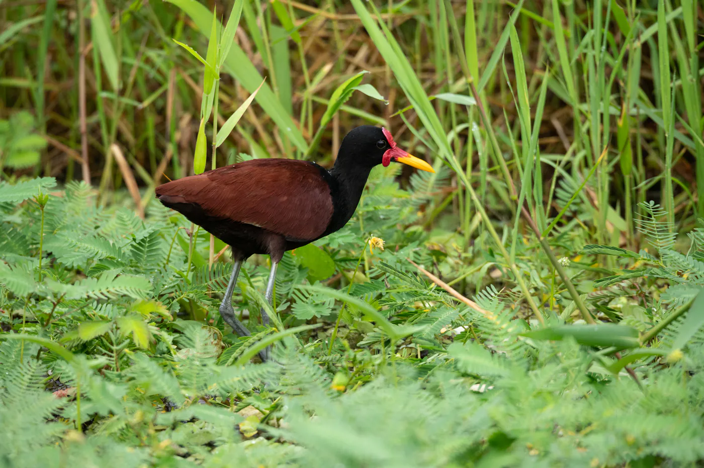 Un jacana brun-roux à la caroncule rouge marche dans les herbes.