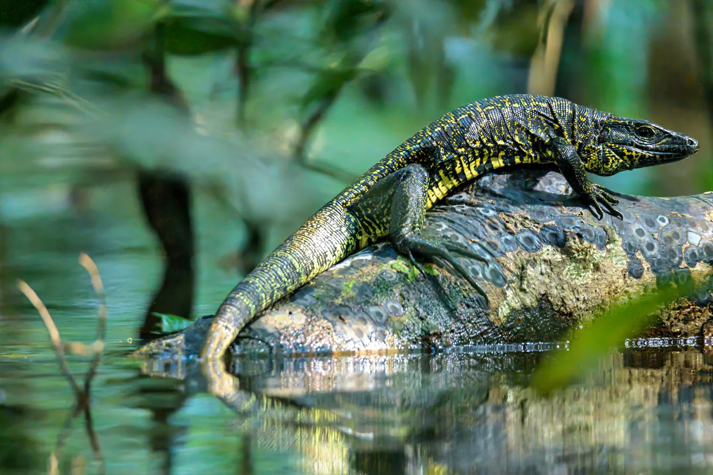 Un lézard tacheté de jaune et de noir, posé sur un tronc au ras de l’eau.