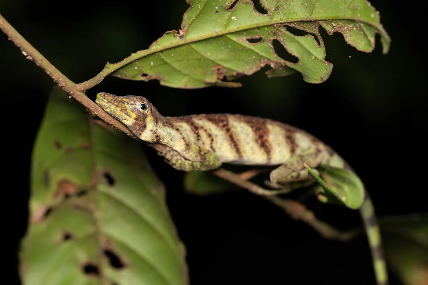Un lézard rayé de brun, allongé sur une tige sous une feuille.