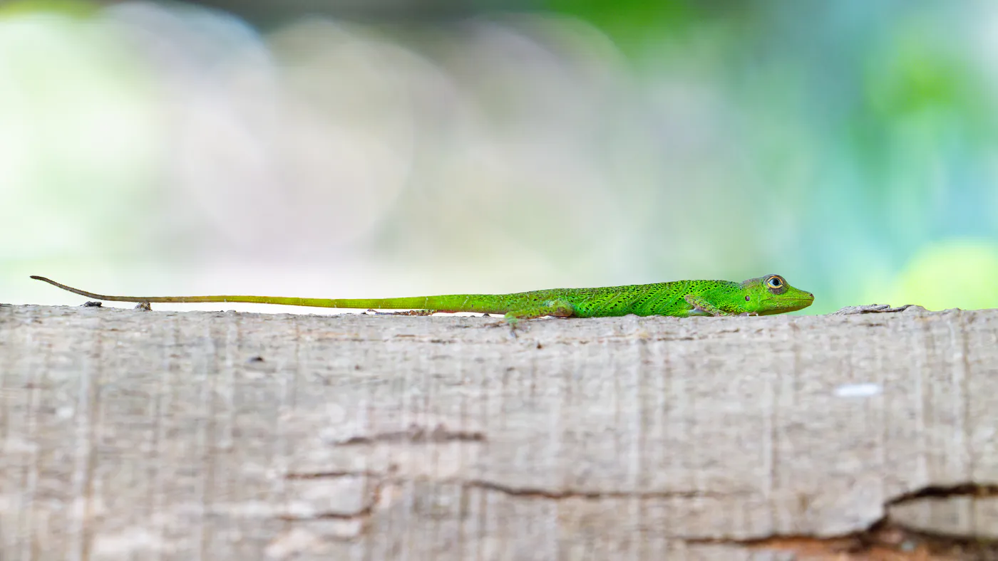 Un lézard vert vif, à la queue très longue, allongé sur un tronc.