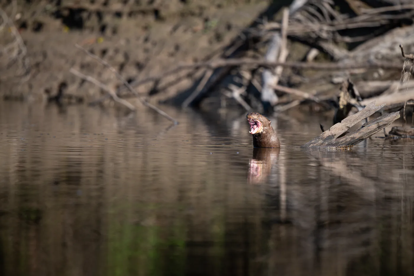 Une loutre sort la tête de l’eau sombre, la gueule ouverte.