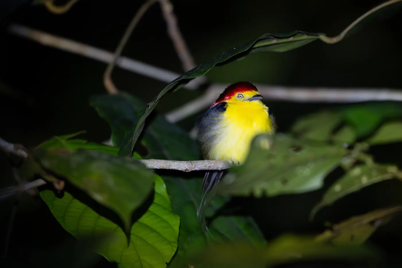 Petit oiseau à la poitrine jaune vif et à la calotte rouge, posé sur une branche.