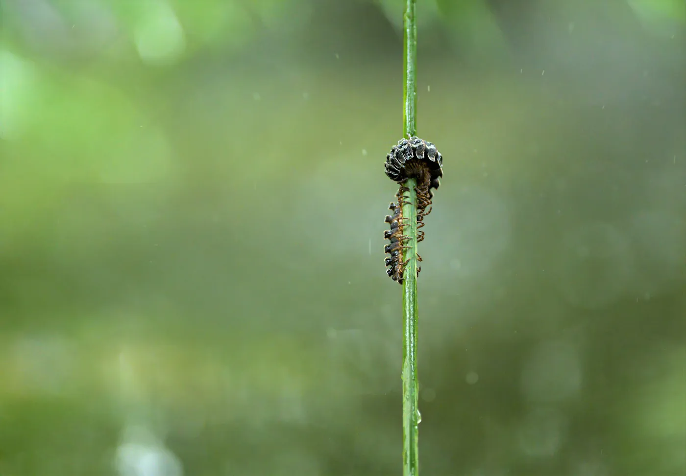 Un mille-pattes sombre enroulé autour d’une tige, sur fond flou.