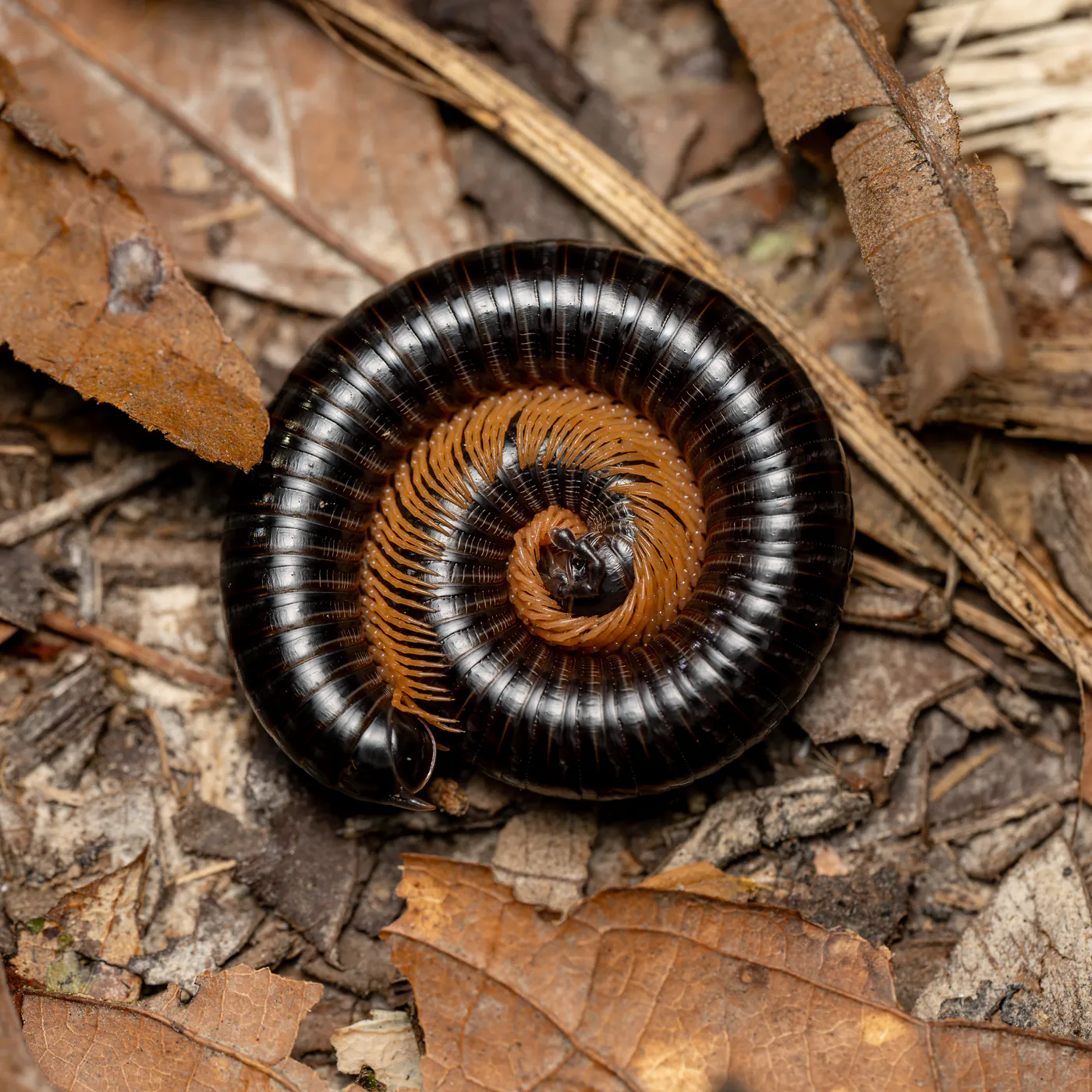 Un mille-pattes noir et orange enroulé en spirale sur les feuilles mortes.