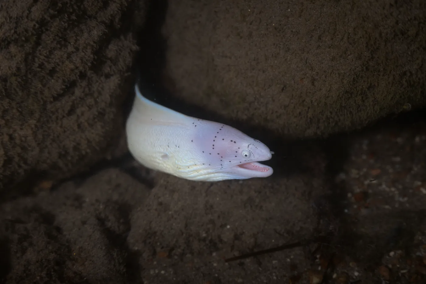 Une murène pâle sort de sa cachette dans la roche sombre.