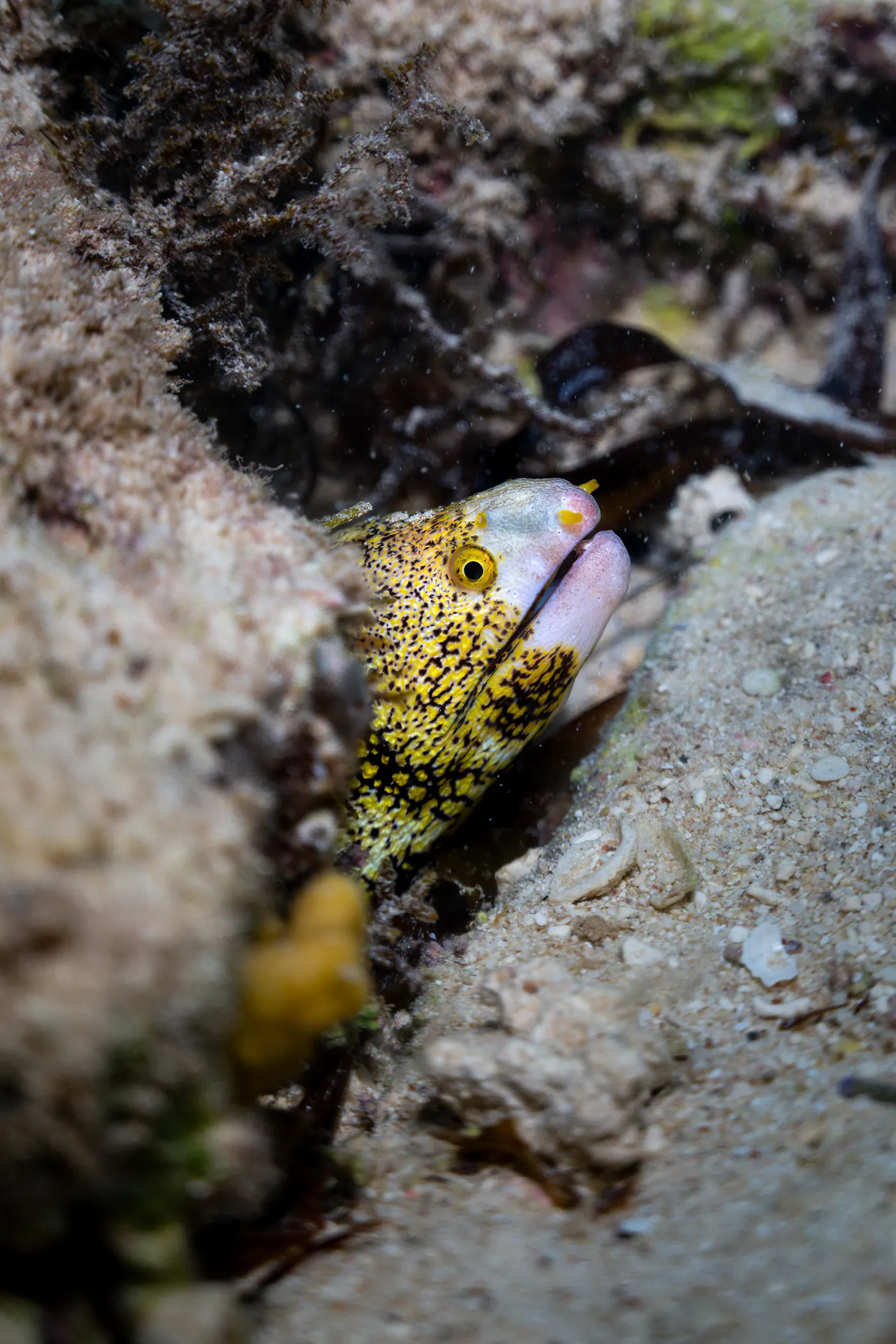 Une murène tachetée de jaune entre deux rochers.