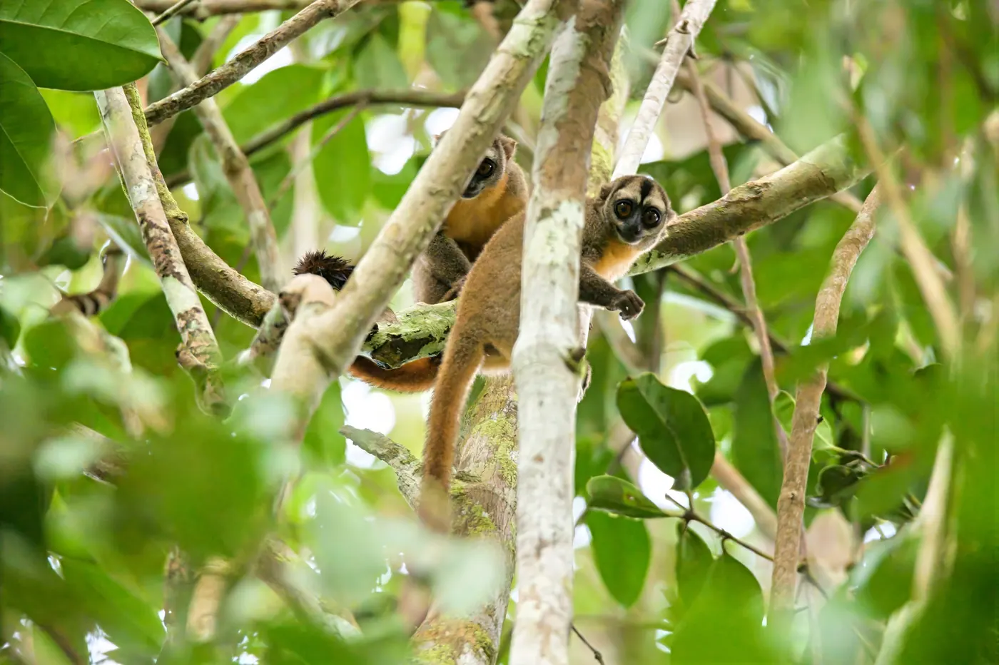 Deux singes de nuit à demi cachés dans le feuillage.
