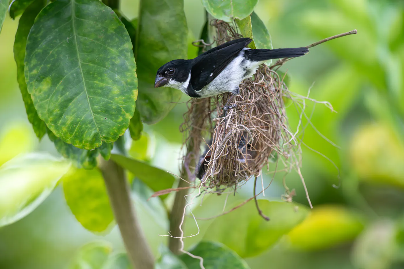 Un petit oiseau noir et blanc s’accroche à son nid suspendu.