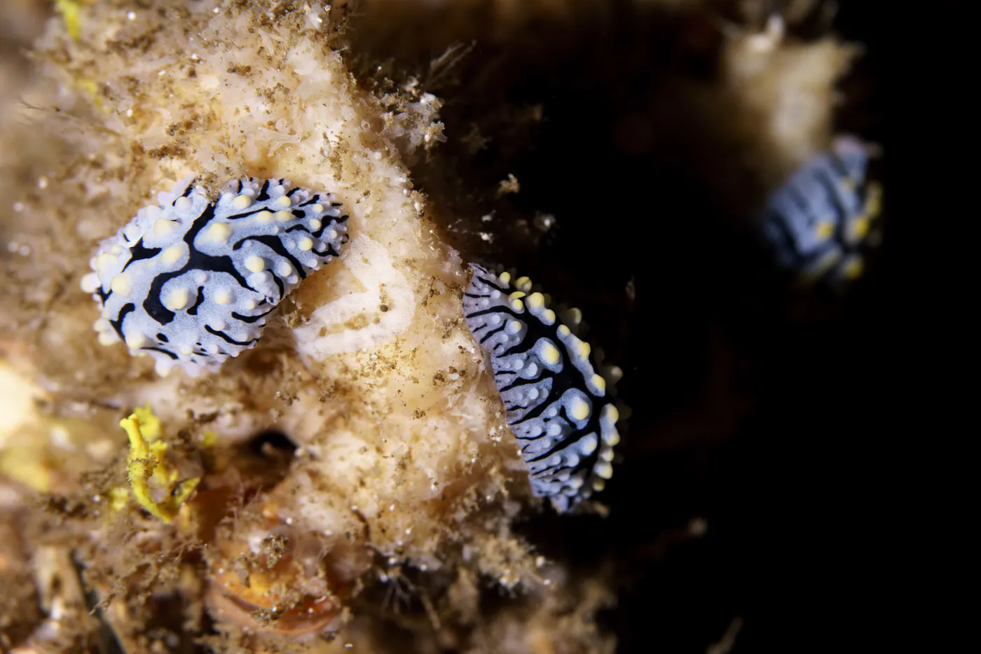 Deux nudibranches noir et blanc, ponctués de jaune, sur le récif.