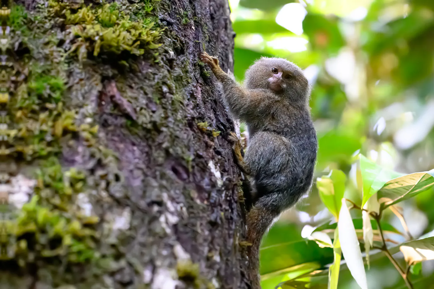 Un minuscule singe gris agrippé à un tronc couvert de mousse.