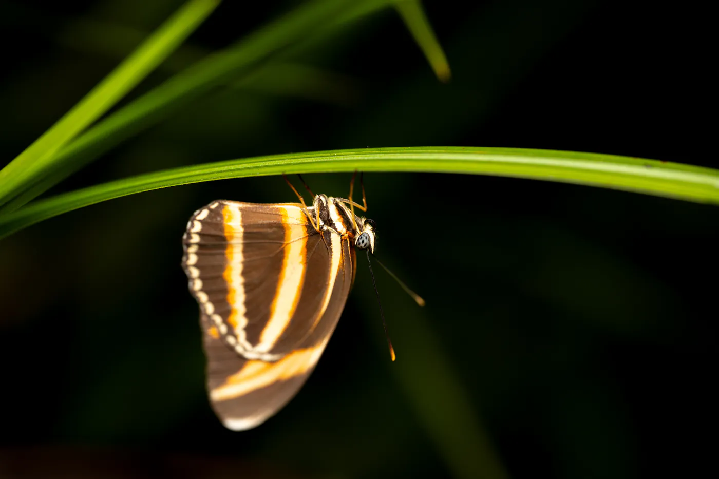 Un papillon rayé, ailes fermées, suspendu sous une feuille.