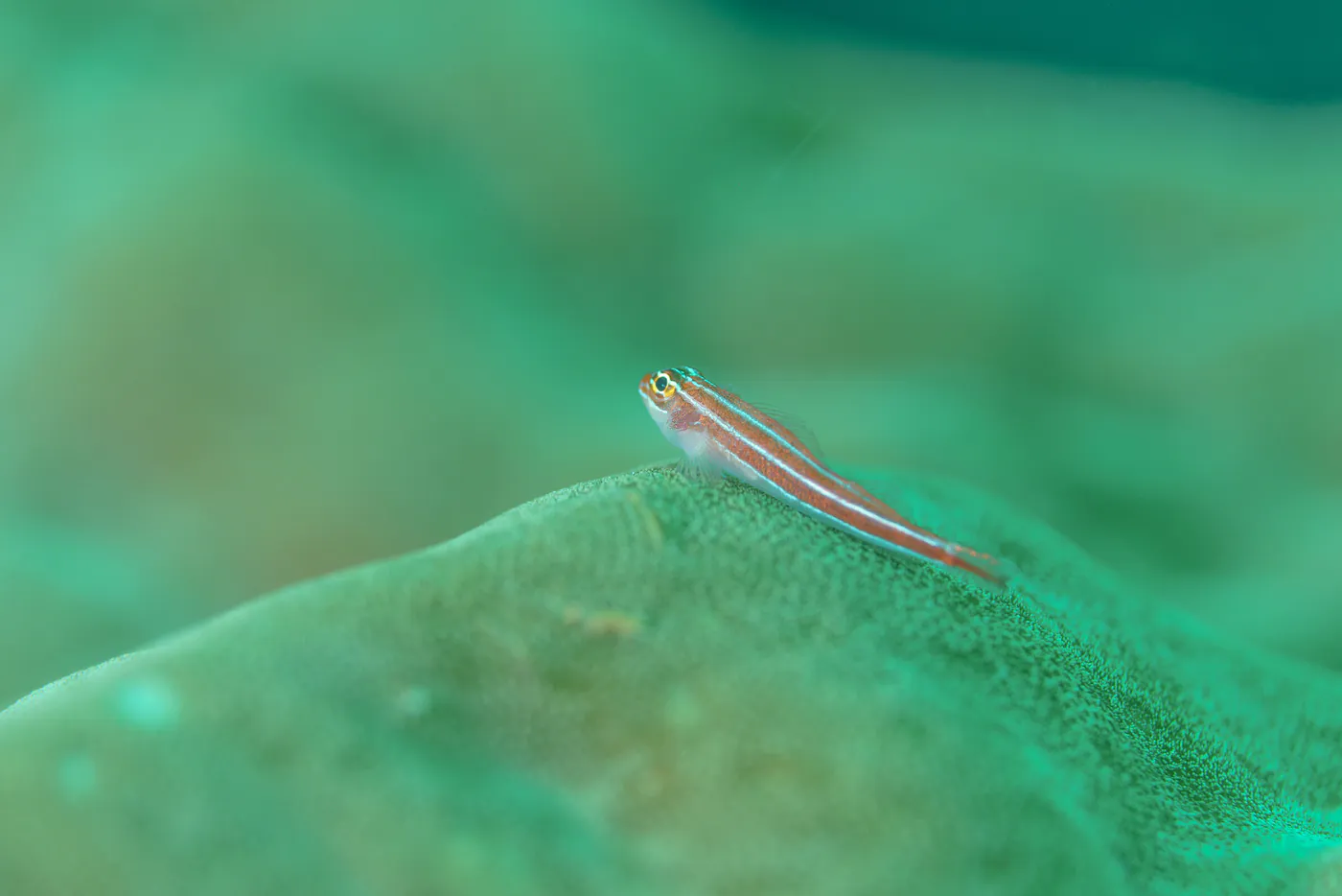 Un minuscule poisson rayé, posé sur un corail vert.