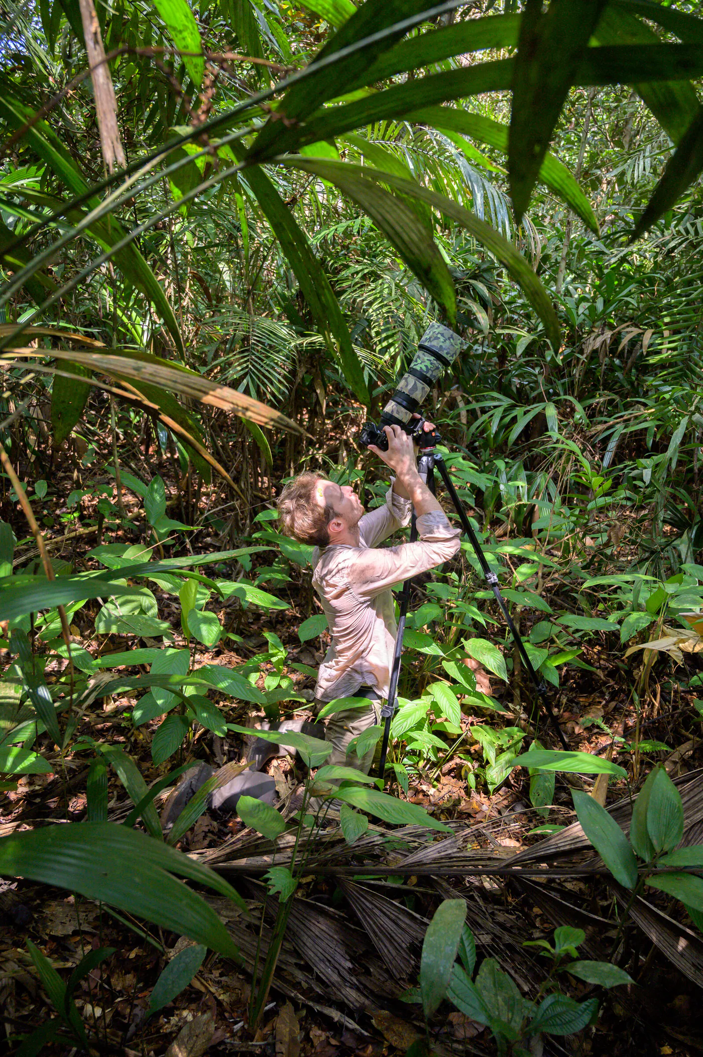 Un photographe, au milieu de la végétation, vise la canopée.