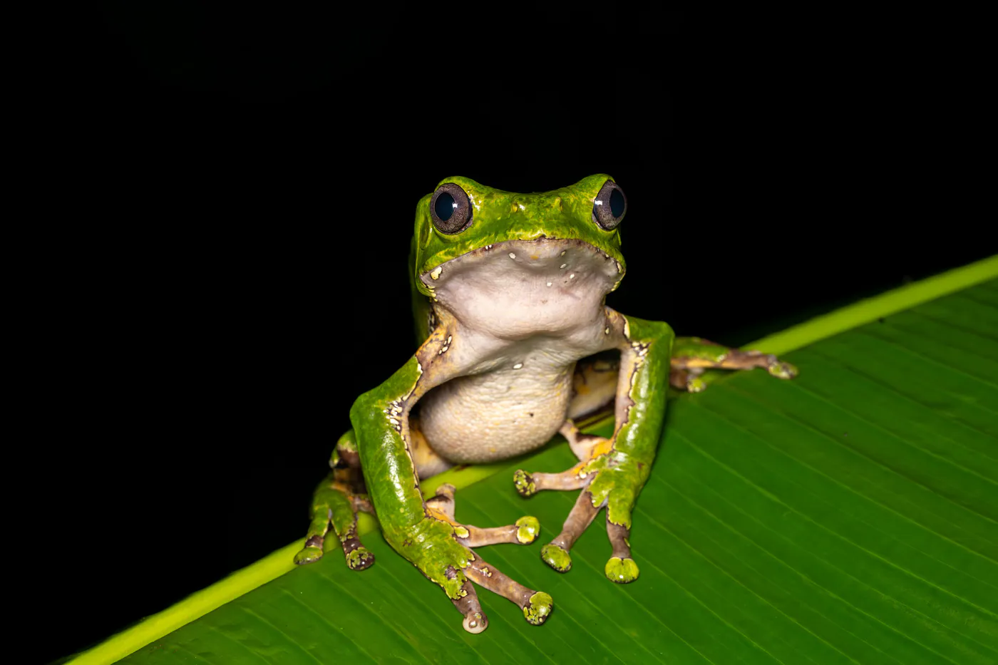 Une grande rainette verte au ventre clair, posée sur une feuille, regarde l’objectif.