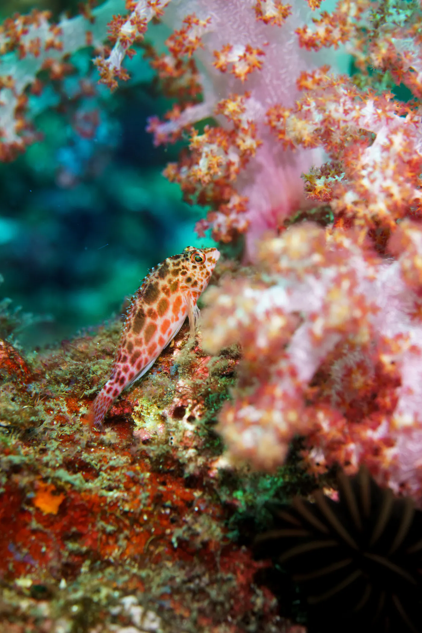 Un petit poisson tacheté de rouge, posé sur un corail mou rose.
